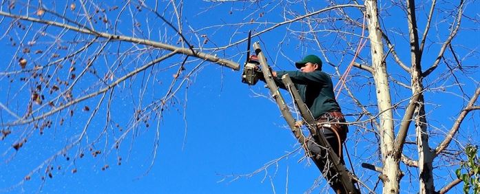 Man trimming a tree branch with a chainsaw